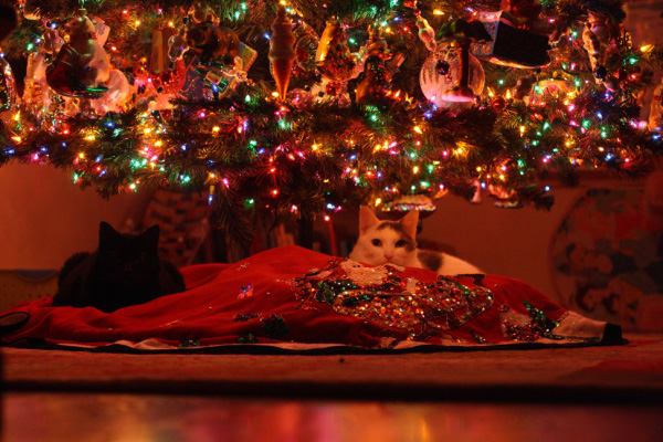djl_20091203_2094