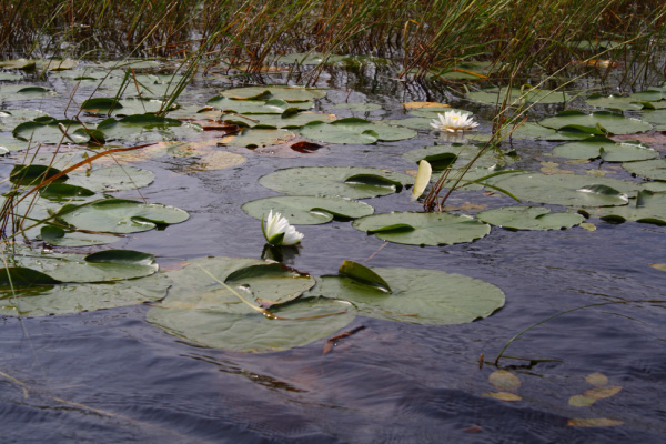 djl_20100810_7036