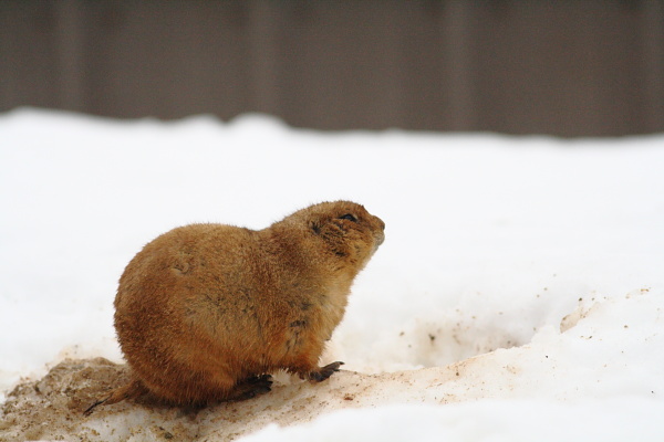 djl_20101230_7903