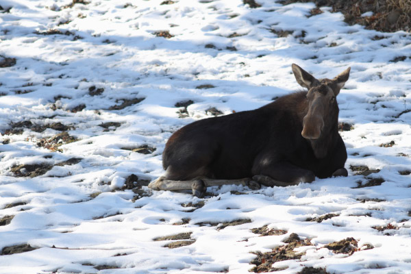 djl_20120219_7918